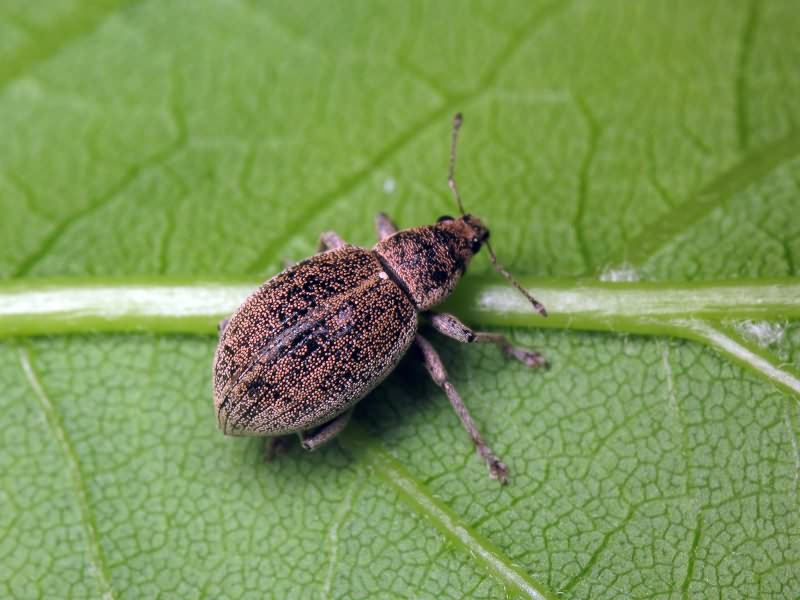 Sciaphobus squalidus (Gyllenhal, 1834)